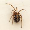 Steatoda triangulosa